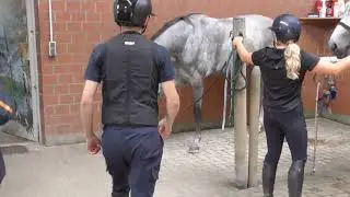 Gean's Star 4 year old mare