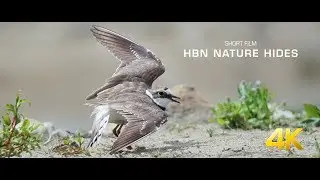 HBN Nature Hide - short film 4K