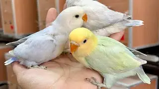 Small setup but beautiful and expensive lovebirds