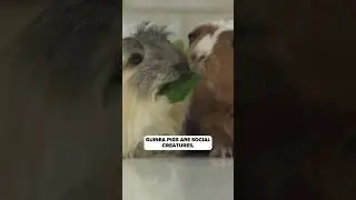 Guinea Pigs Need Friends: Why It's Illegal to Own Just One in Switzerland