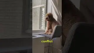 Почему собаки сидят возле окон по ночам
