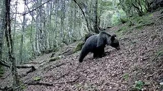 Fauna ibérica. Fototrampeo Cántabro (4k)