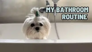 Maltese bathing in home| Betty's Routine