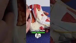 What is Cuboid Whip vs What is Cuboid Squeeze? Cuboid Bone Pain [ Symptoms, Causes, Treatments ]