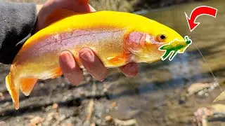 Fishing with Powerbait Nymphs for Trout (Rainbow, Brook, Brown)