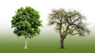 Ricks Tree - TreeTalk