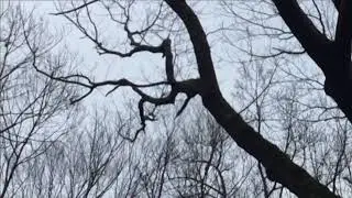 Trees Feb 1 5 27