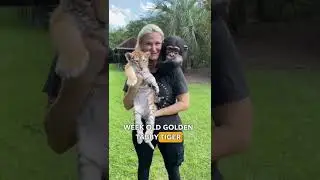 Познакомьтесь с Набути &mdash; золотистым полосатым тигром 🐯😍