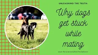 Why Dogs Get Stuck While mating