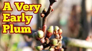 A Very Early Plum / Gojeh Sabz Green Gage/ No Dig Organic Allotment Fruit Orchard
