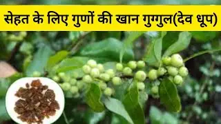 Stay healthy with guggul(देव धूप)|Dr Gargi Kaul I