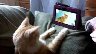 Cat watching O2 'Be More Dog' Advert