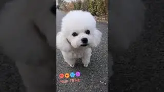 Cute Puppy lovely  Care #short #3017