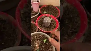 Going over the strains #genetics #diversity #gardening #plants #green #growth #420 #horticulture