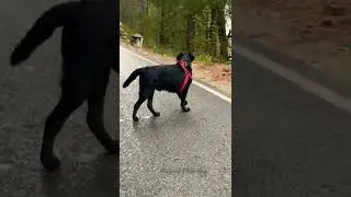 Black Labrador Attack