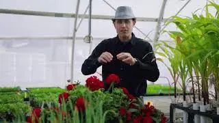 Quel type d'engrais utiliser pour vos plantes, l&eacute;gumes et fleurs?