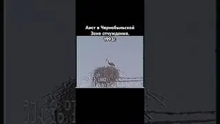 Аист в ЧЗО. #old #chernobyl #stalker #чернобыль #сталкер #scp #nature #travel #90s #birds #animals