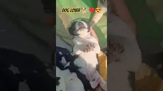 dog lover ❤️😍#youtubeshorts#viralvideo#india