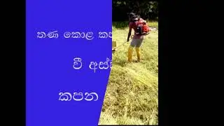 How to cut paddy harvest by grass cutter. You can cut paddy trees without combine Harvester.