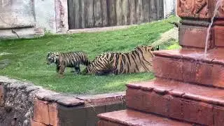 BABY TIGER 4 Months - 1st birthday 🐯 #disney  #tiger #birthday 
