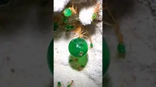 Why are my ants GREEN?!😱