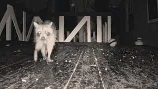 Caught on Camera: Mysterious Animal on the Deck!