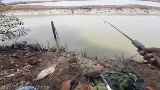 UMPAN LUMPUR INI SANGAT GACOR DI SPOT SUNGAI KECIL INI /MANTEP