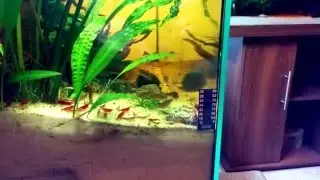 Danio choprai, Corydoras pygmaeus and Red Cherry Shrimp (Neocaridina davidi var. red)