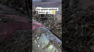 Wichtig f&uuml;r den Stra&szlig;enverkehr #sauer #r&uuml;cksicht #case #seppim #agriculture #tractor #landwirtschaft