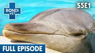 Rescue Dolphin May Have Cancer  🐬 | Bondi Vet Season 5 Ep 1 | Bondi Vet Full Episodes