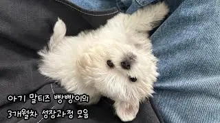 아기 말티즈 빵빵이의 3개월차 성장과정 모음