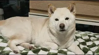 힐링영상, 꿈나라 여행 떠나는 강아지💤🐶