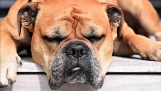 HIGH QUALITY All Day Deep Separation Anxiety For Dog Relaxation