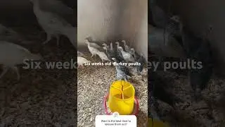 Turkey poults six weeks old. They grow very well with their mother as the brooder.