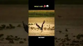 meat rain 🌧️      #shorts #viralvideo #facts #factbhai #factsinhindi