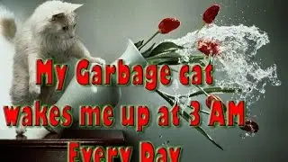 BAD KITTY!! | My Garbage Cat Wakes Me Up at 3 Am Every Morning (Let's Play)