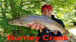 Trout Fishing Burney Creek