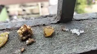 চিনির গ্রানে পিপীলিকা র সমহার দেখুন, beautiful ant suger food video 2025.
