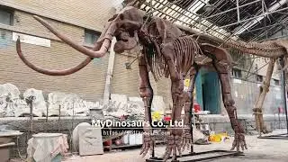 Ice Age Animal Fossil | Mammoth Skeleton Museum Replica Exhibition