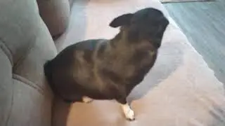 Бедная чихуахуа, никто её не чешит☹️😄