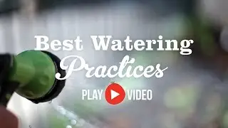 Best Watering Practices
