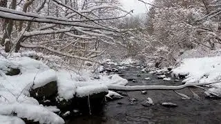 Kış Ormanı ve Nehir Sesi | Stres Azaltan Doğa Ambience #doğa #nature #natureambience #relaxing