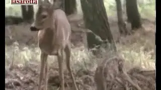 Mouflon ram lowland stalking in the old woods of Northern Serbia in 2022
