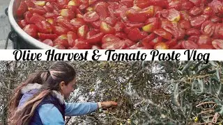 Olive Harvest & Tomato Paste Vlog