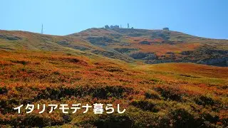 【イタリアの山歩き】モデナ一高い山チモーネで見たブルーベリーの紅葉/The highest mountain in Modena, Cimone. Red leaves of Blueberries.