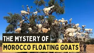 The Mystery of Bizarre Morocco's Floating Goats | A Natural Wonder or Something Else?