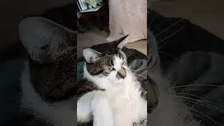 My cat Eli box inspection to make him mad.