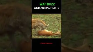 Gazelle's LUCKY ESCAPE From CHEETAH And HYENA By PLAYING DEAD!