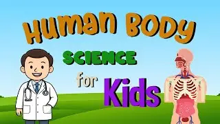 Human Body | Science for Kids