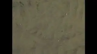 Laguna Bluebelt- Butterfly Ray buries itself in the sand- Shaw's Cove, Laguna Beach SMR